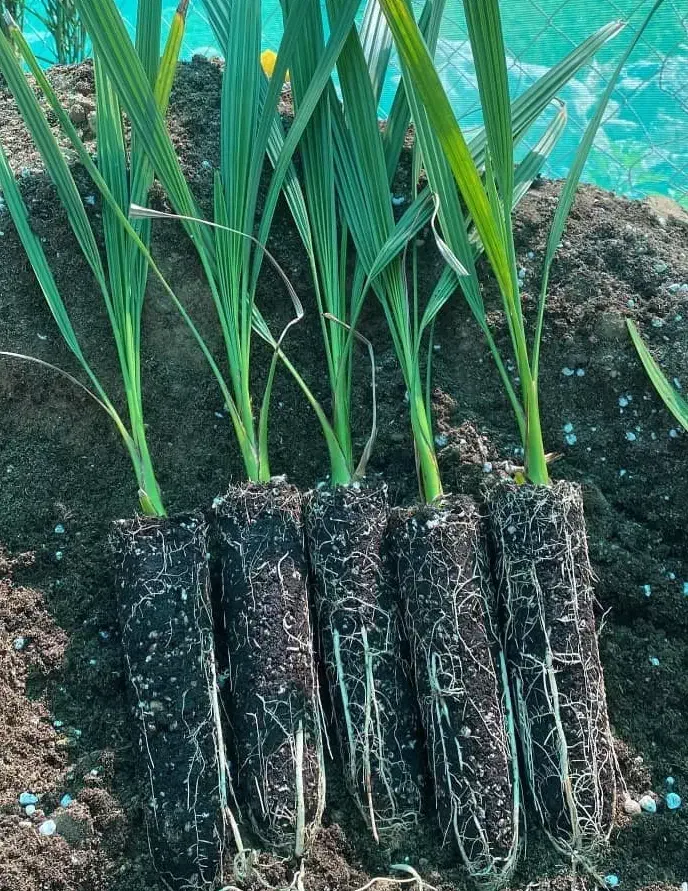 نخل مجول مراکشی اصل|خدمات باغبانی و درختکاری|سراوان, |دیوار