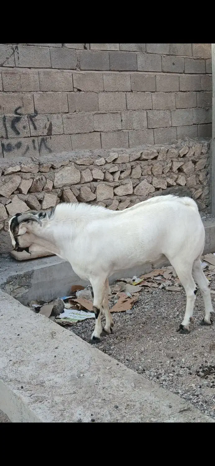 نری سومال اصل|حیوانات مزرعه|بندرعباس, |دیوار