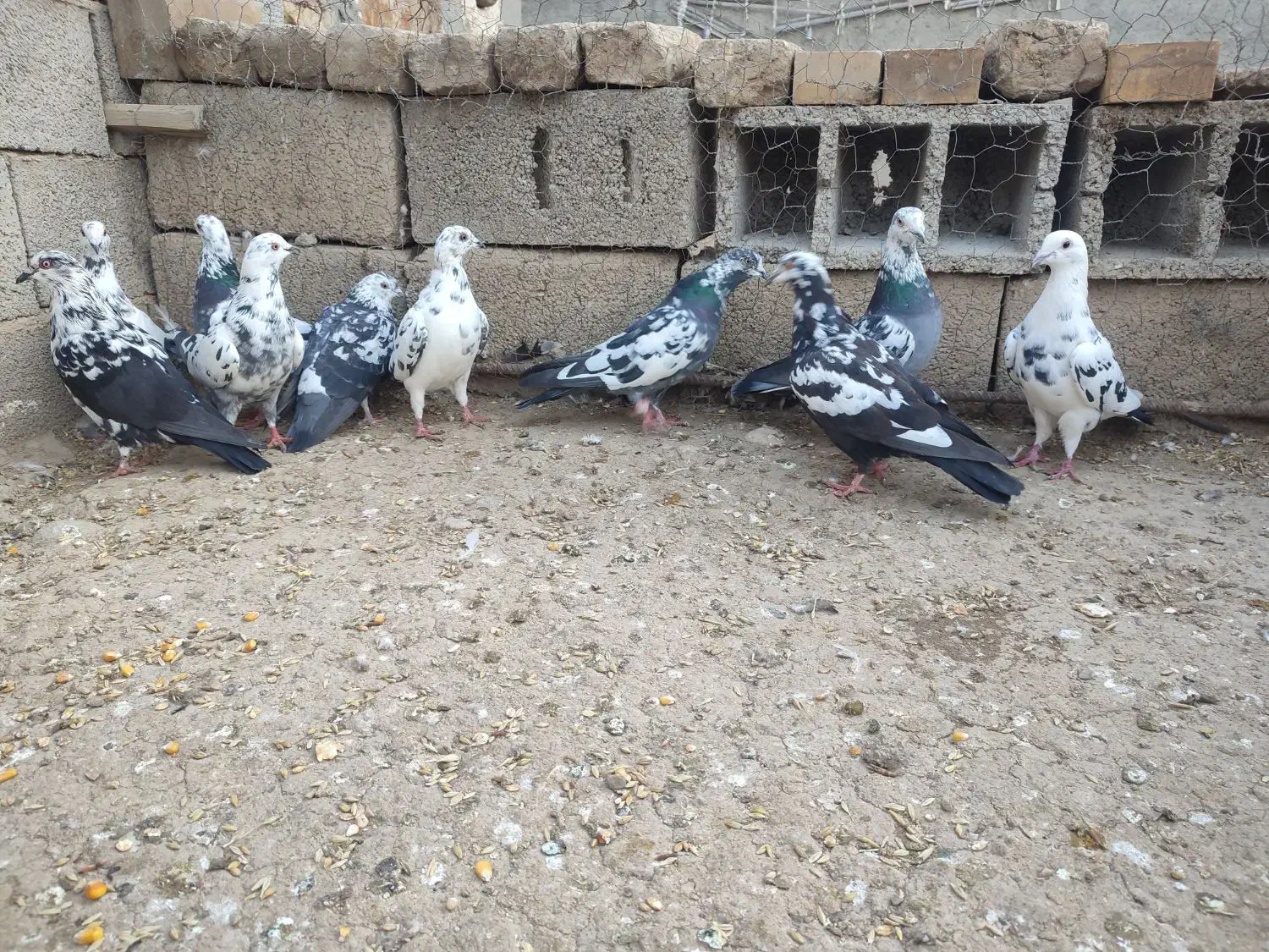 کبوتر سوسکی خوش هیکل|پرنده|گنبد کاووس, |دیوار