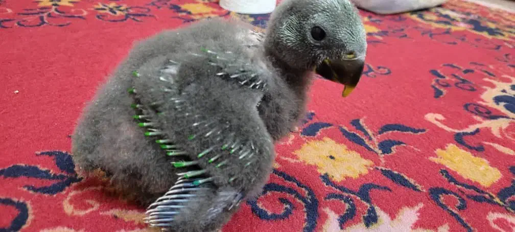 جوجه اکلکتوس|پرنده|شیراز, فرودگاه شهید دستغیب شیراز|دیوار