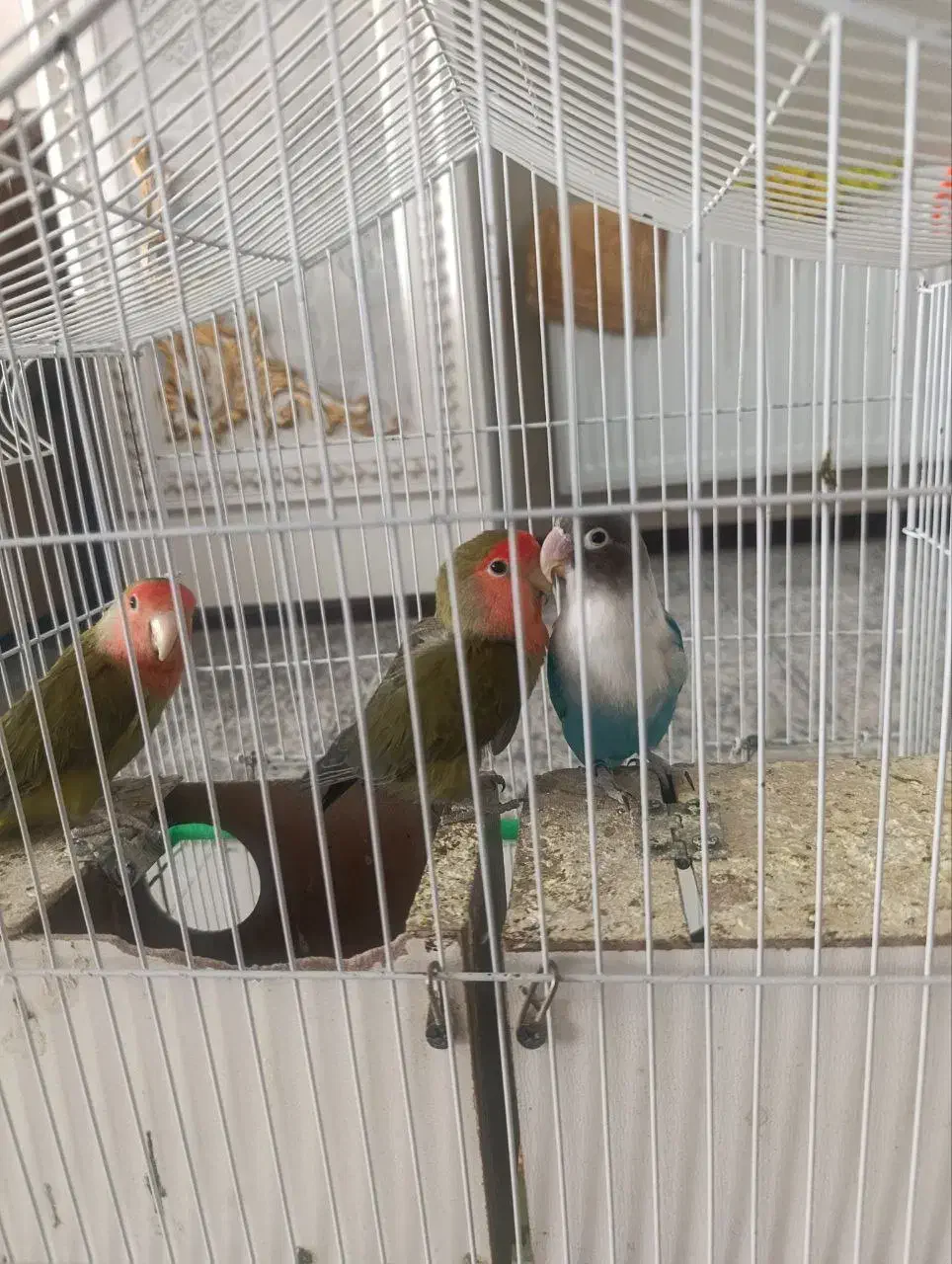 طوطی کوتوله|پرنده|نیشابور, شهرک فرهنگیان|دیوار