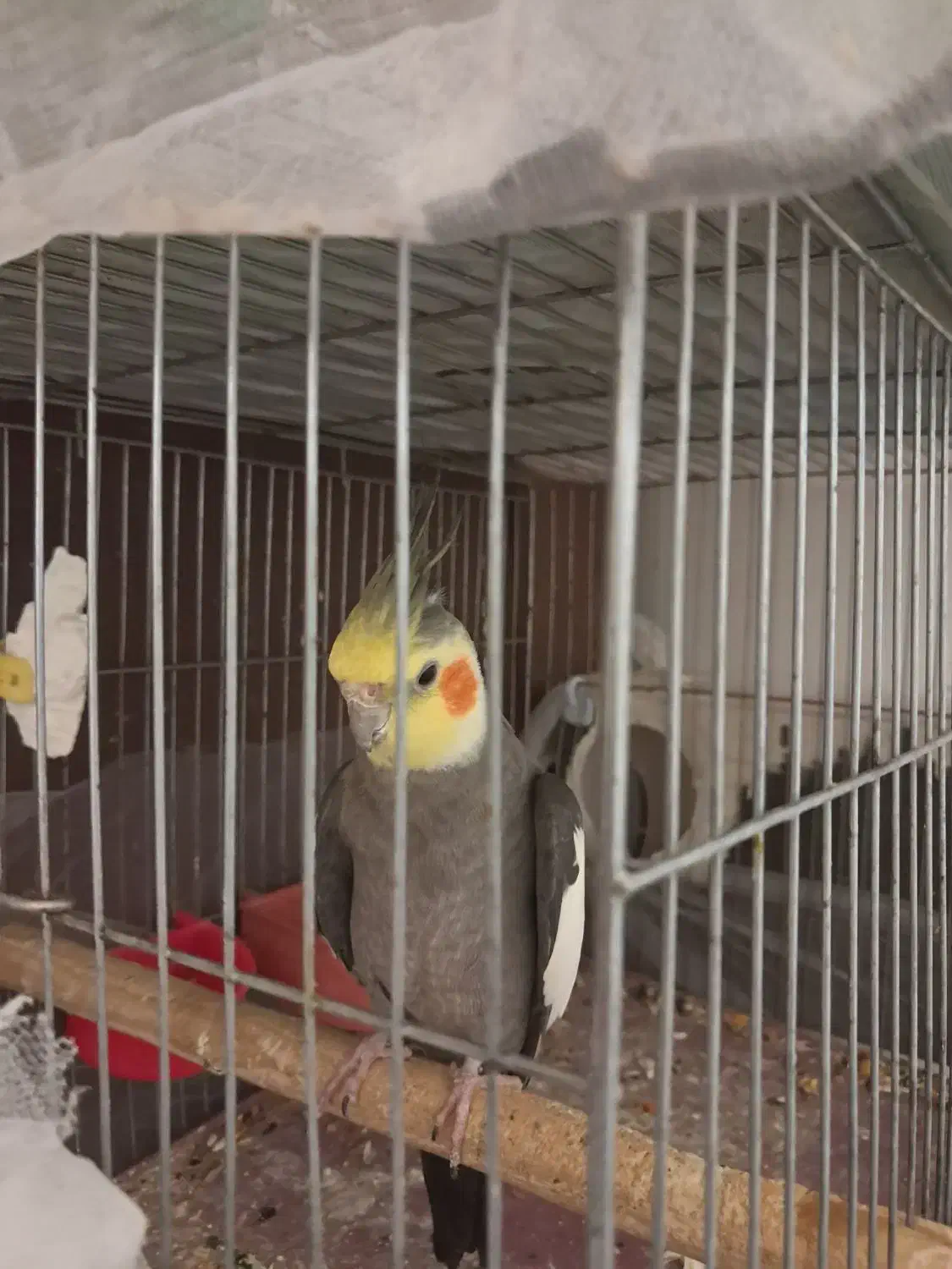 پرنده نر مست|پرنده|گلپایگان, |دیوار