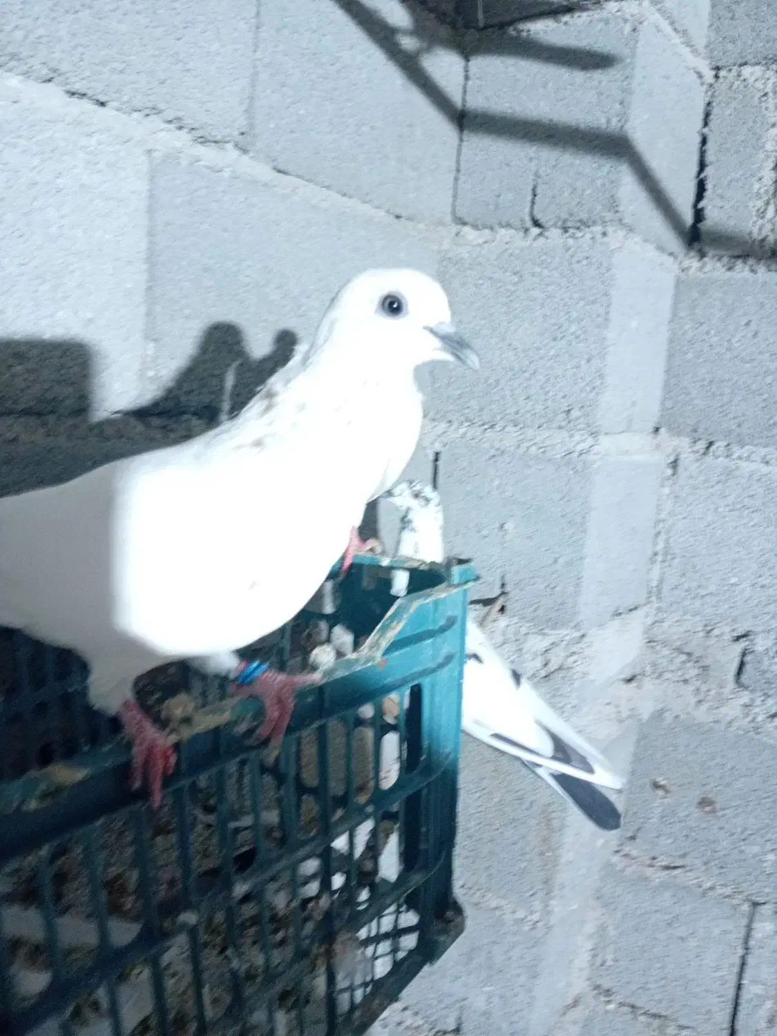 کبوتر پیتی|پرنده|بندرعباس, |دیوار