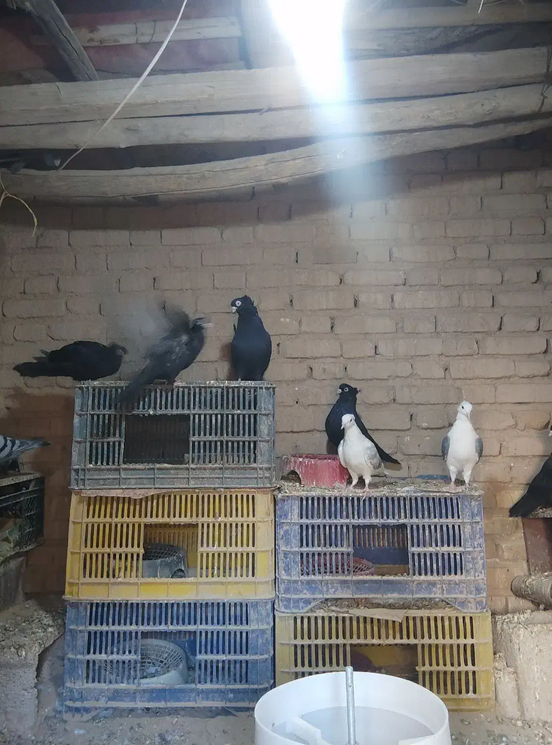 چنتا زاغ یایجف پشدار جهت معاوضه|پرنده|جیرفت, |دیوار