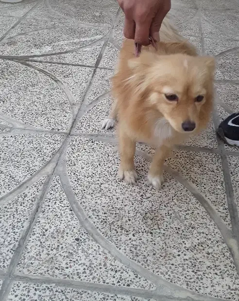 نژاد پامر روباهی جنسیت ماده|سگ|باغستان, |دیوار