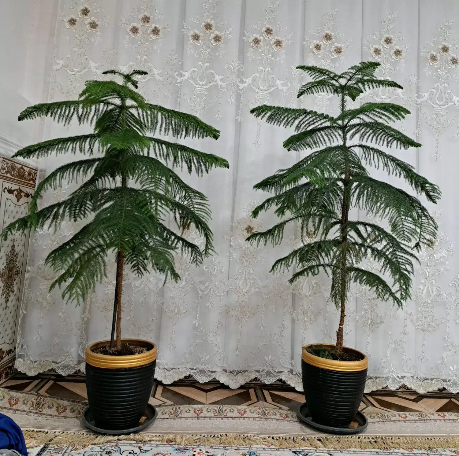 گل طبیعی|گل و گیاه طبیعی|نورآباد, |دیوار