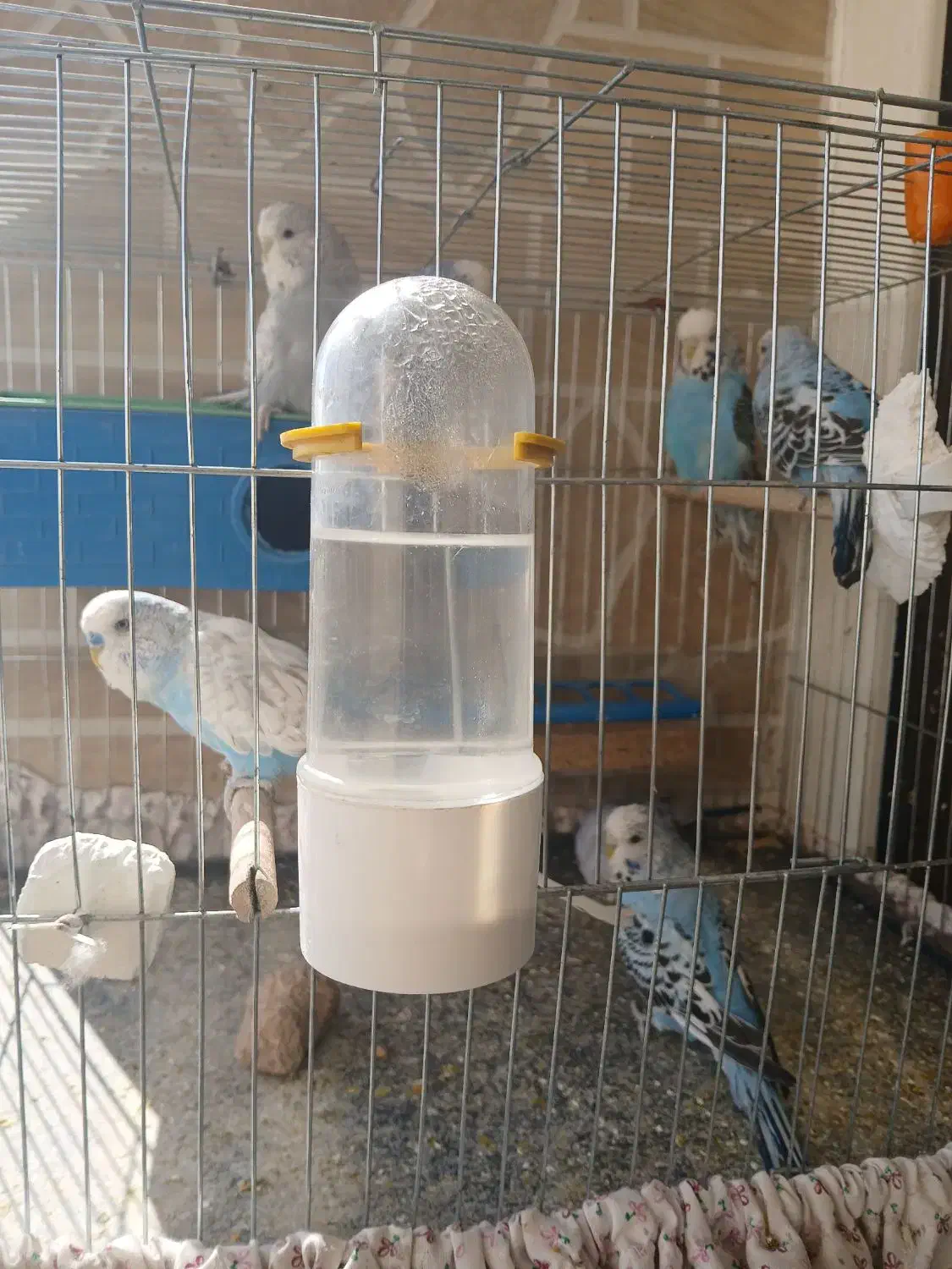 مرغ عشق انگلیسی ، فنچ کینگ|پرنده|فولادشهر, مسکن مهر فولادشهر|دیوار