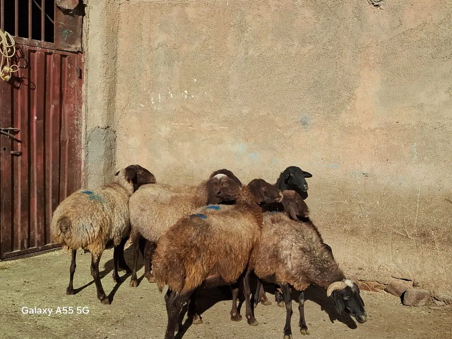 ۸رس میش ابستن داشتی|حیوانات مزرعه|خنداب, |دیوار