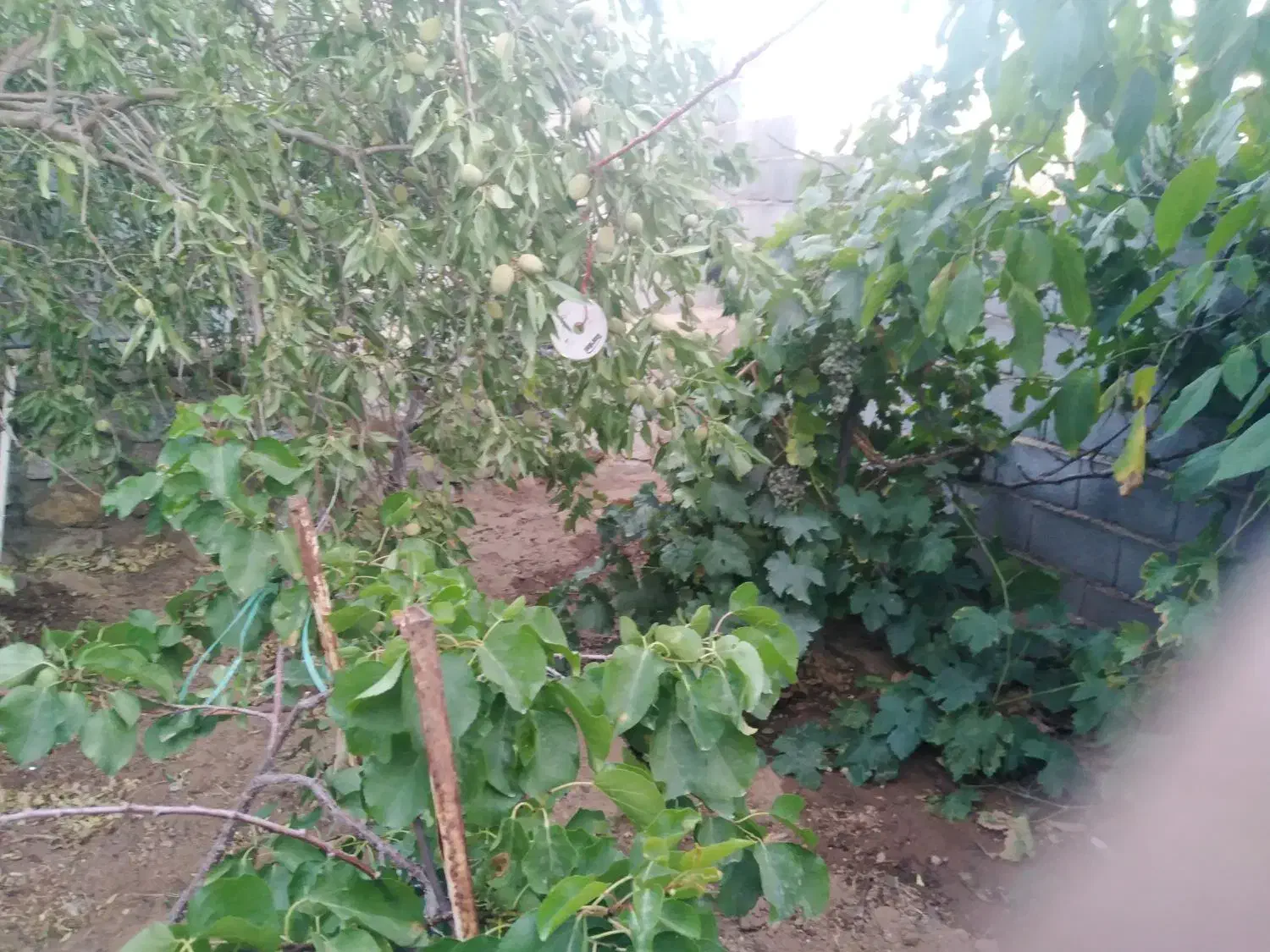 خانه باغ روستا|فروش خانه و ویلا|نیر (یزد), |دیوار