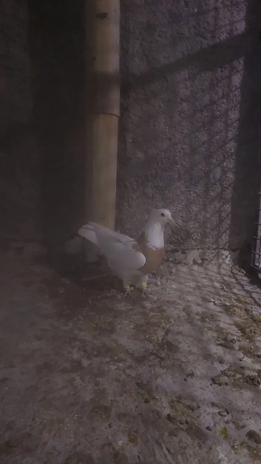 طوقی|پرنده|لنجان, |دیوار