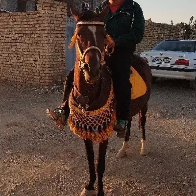 اسب|اسب و تجهیزات اسب‌سواری|درگزین, |دیوار