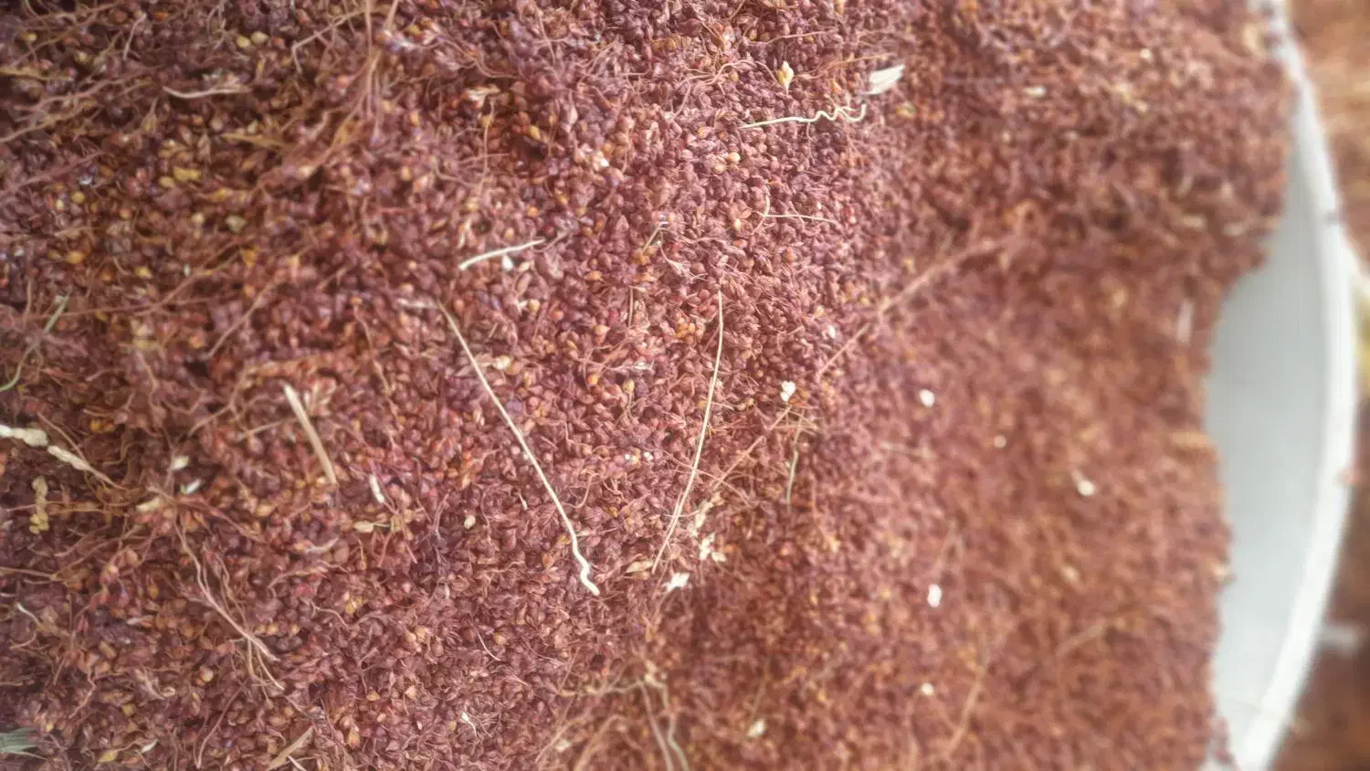 توم گزگ|لوازم جانبی حیوانات|جوانرود, |دیوار