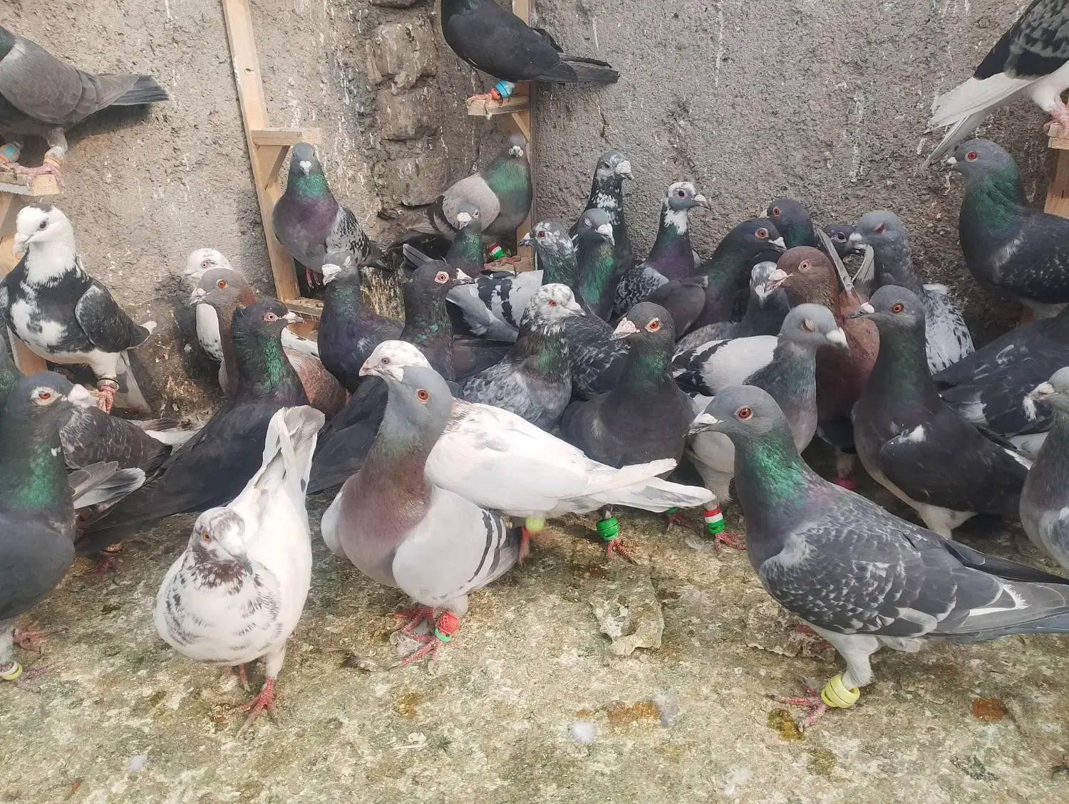 کفتر|پرنده|مشهد, شهید معقول|دیوار