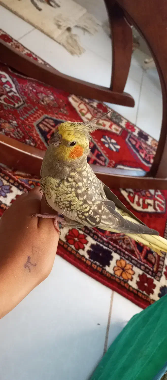 عروس هلندی|پرنده|جم, |دیوار