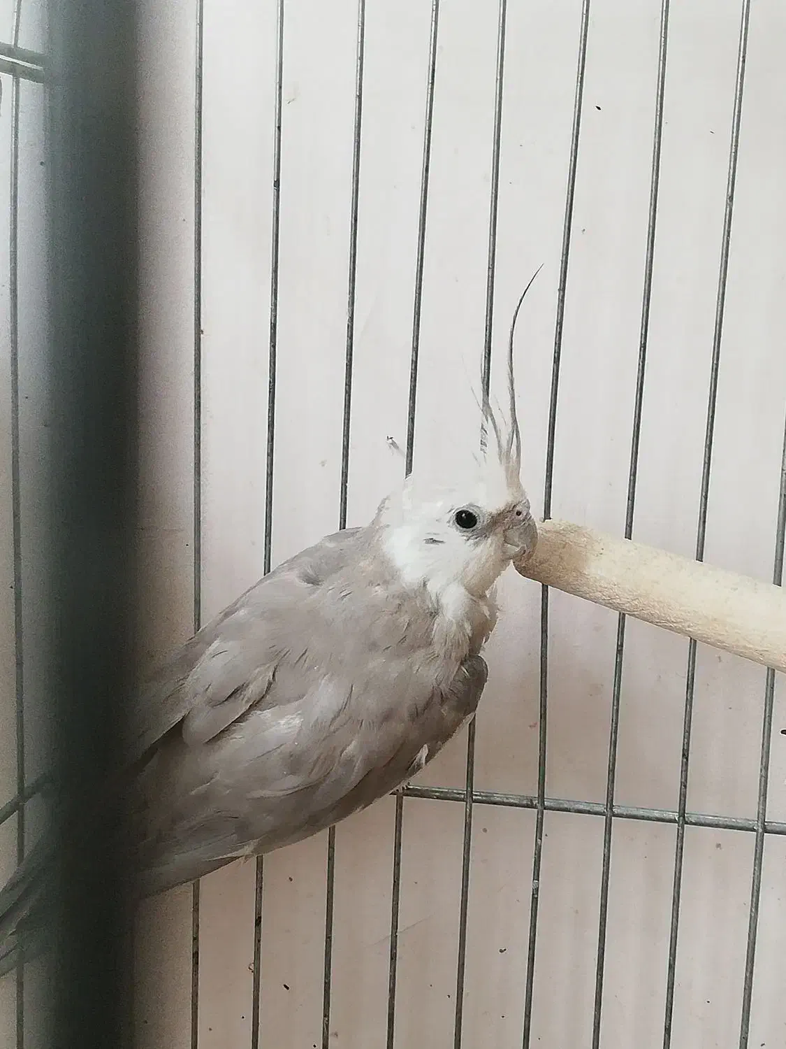 عروس هلندی مولد وایت فیس و اهویی با قفس لوازم|پرنده|تهران, تهرانپارس شرقی|دیوار