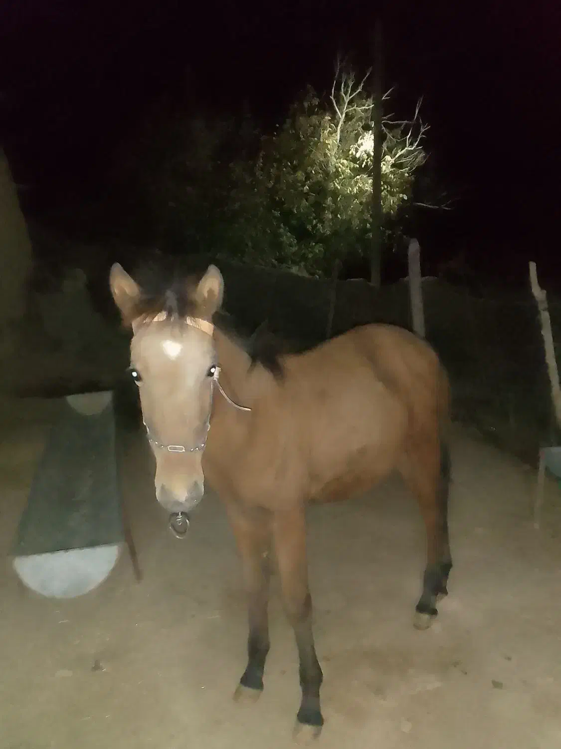 کره اسب ماده ارام به فروش میرسد|اسب و تجهیزات اسب‌سواری|بجنورد, |دیوار