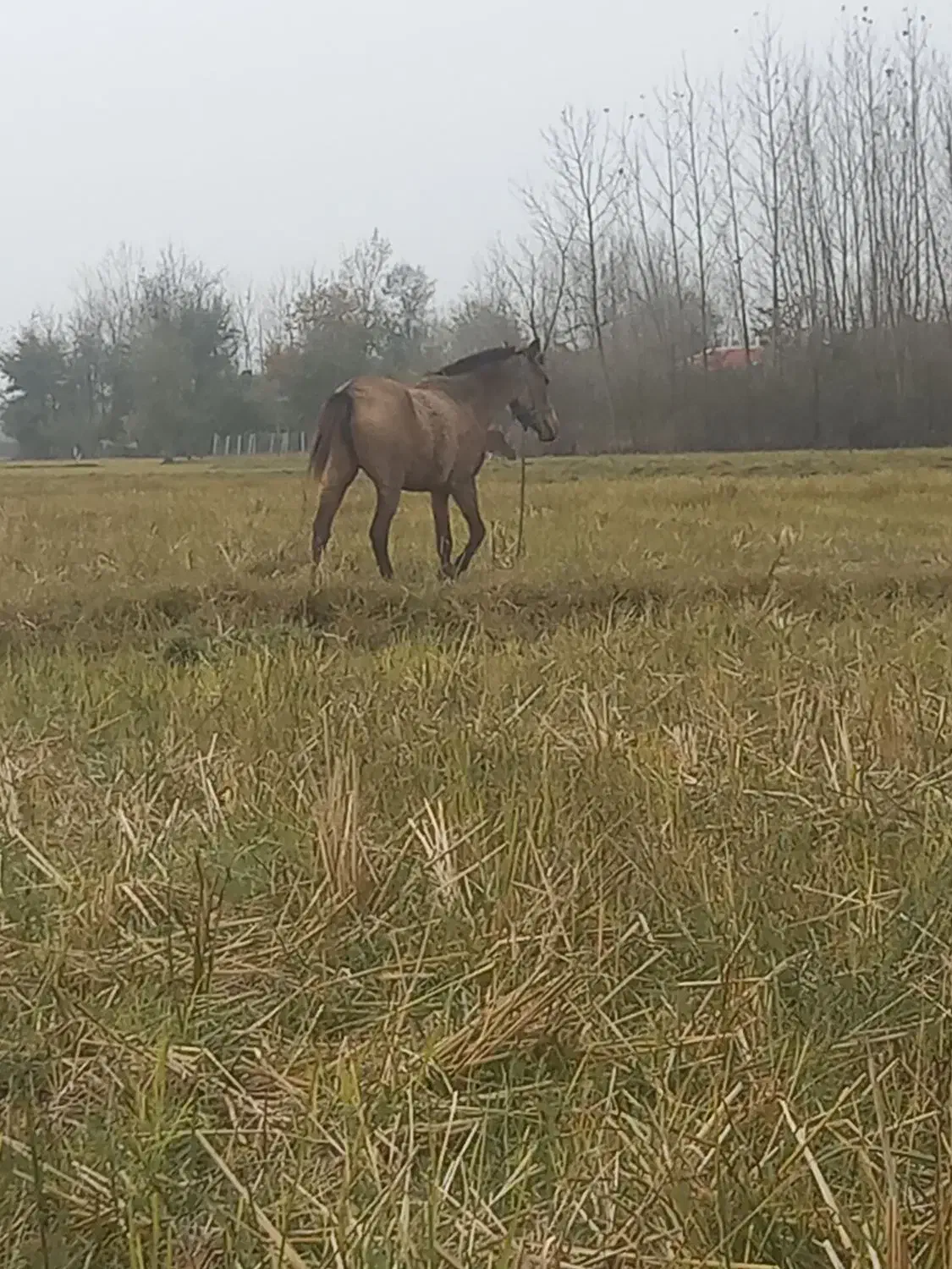 اسبمادیان|اسب و تجهیزات اسبسواری|لشت نشا, |دیوار