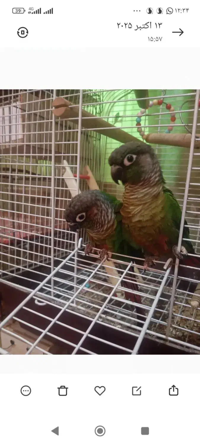 طوطی گرینچیک وبرزیلی|پرنده|آبپخش, |دیوار