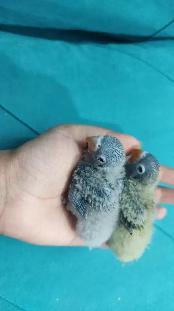 طوطی برزیلی فیشر|پرنده|شیراز, زرهی|دیوار