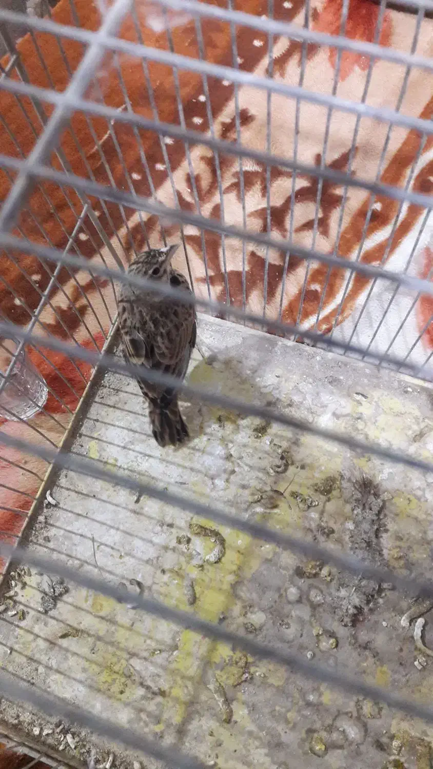 سهره خاکی|پرنده|قره چای, |دیوار