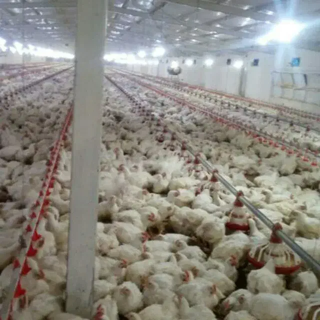 مرغداری ۲۳هزاری|فروش دفتر صنعتی، کشاورزی، تجاری|ششتمد, |دیوار