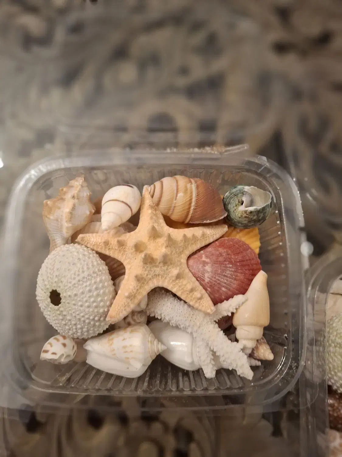 پک 20 مدل صدف زیبا و خوشرنگ و اقتصادی|صنایع دستی و سایر لوازم تزئینی|تهران, تهرانپارس جنوبی|دیوار