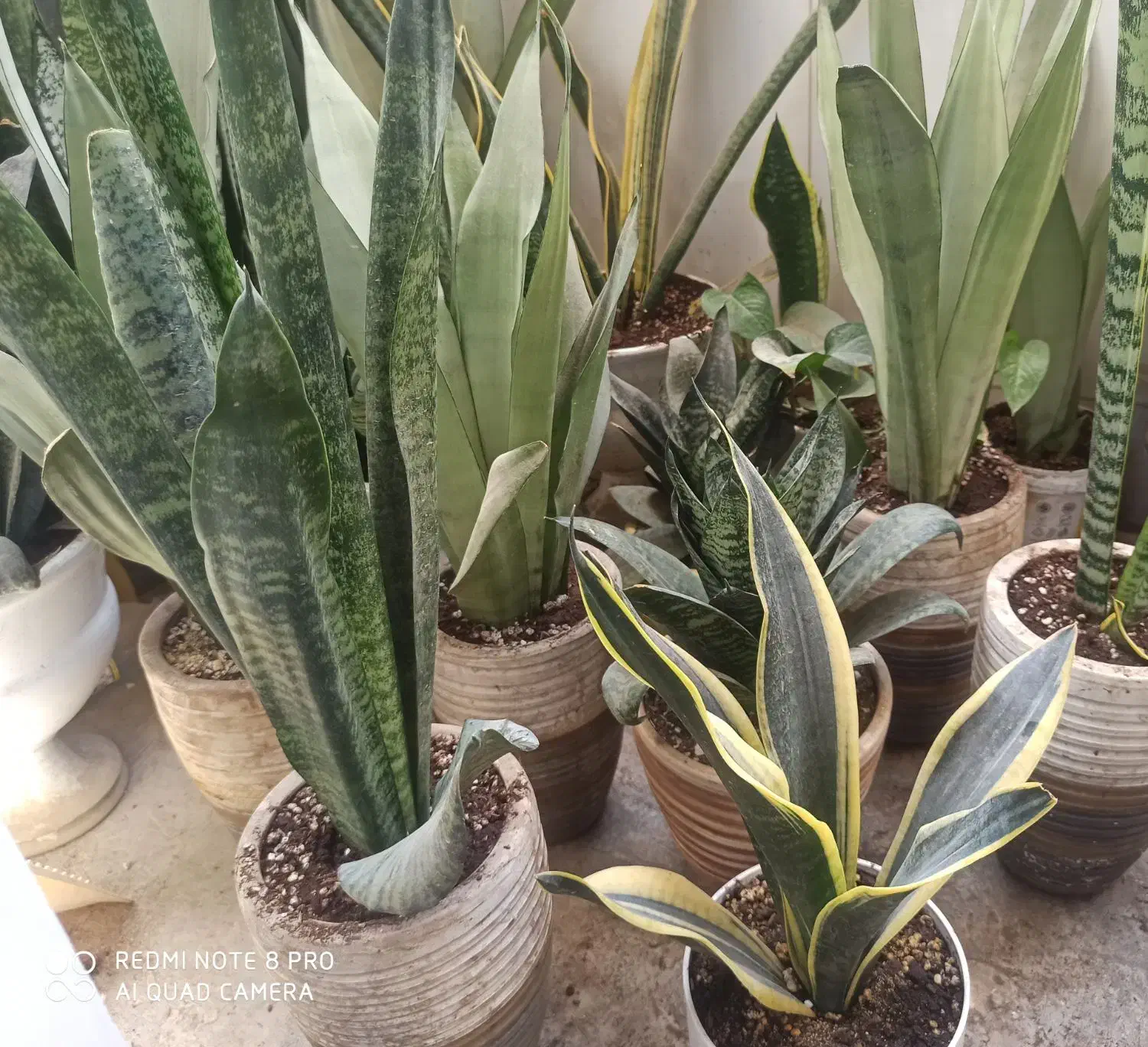 فروش انواع گل‌های سانسوریا|گل و گیاه طبیعی|چابهار, |دیوار