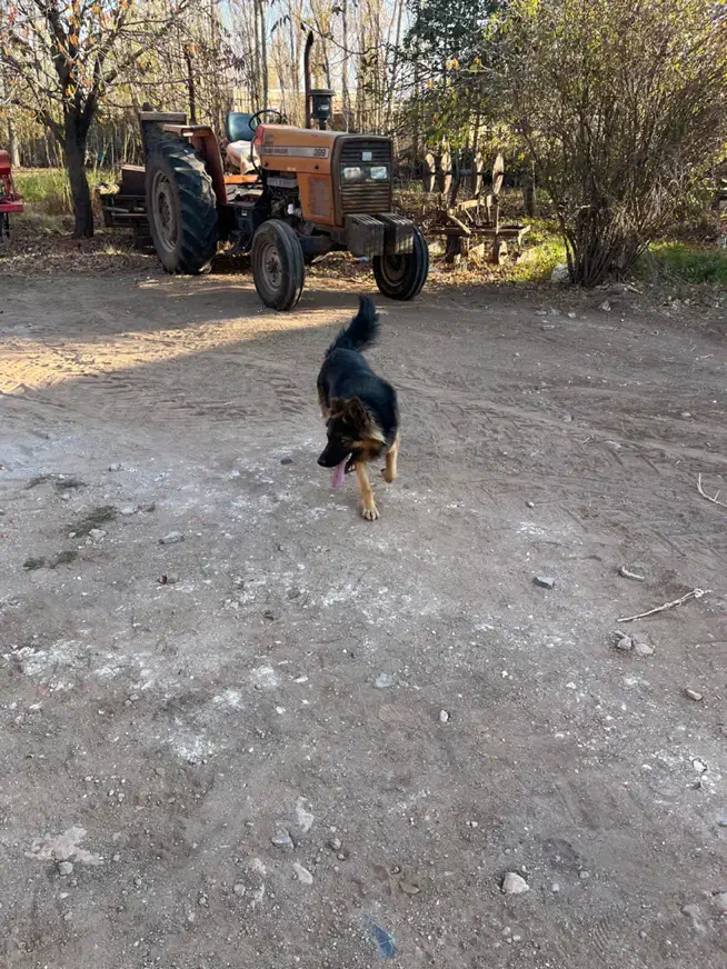 سگ ژرمن کاملا خانگی ۱۷ ماهه|سگ|اردبیل, |دیوار