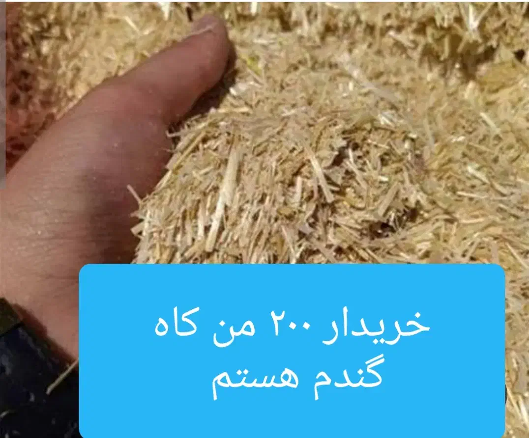 کاه گندم|لوازم جانبی حیوانات|شهرکرد, |دیوار
