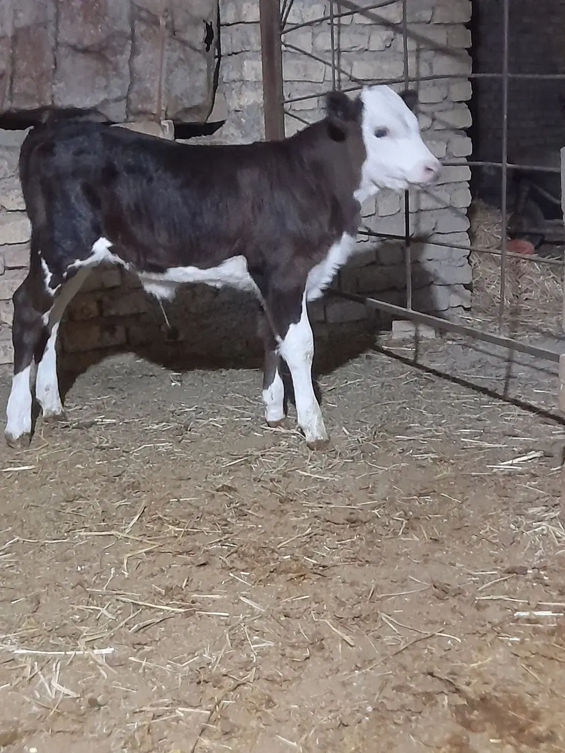 گوساله سیمیتال|حیوانات مزرعه|آشخانه, |دیوار