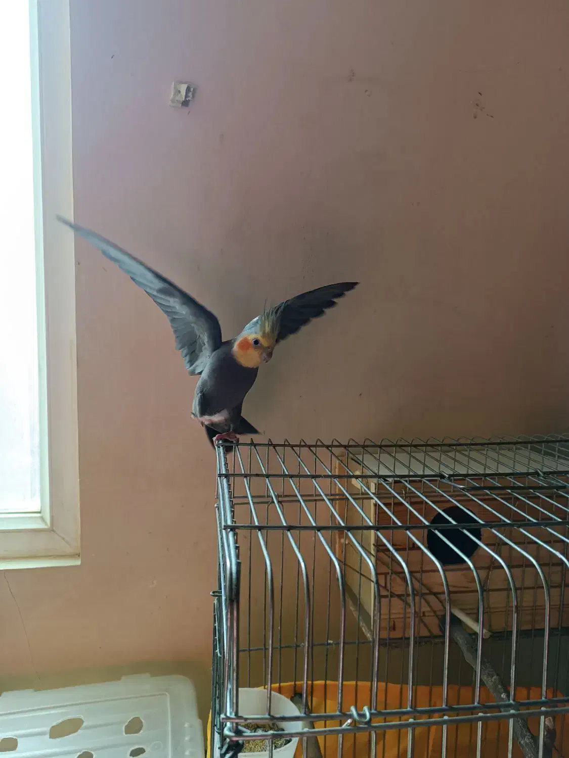 عروس هلندی|پرنده|محمدشهر, همایون ویلا|دیوار