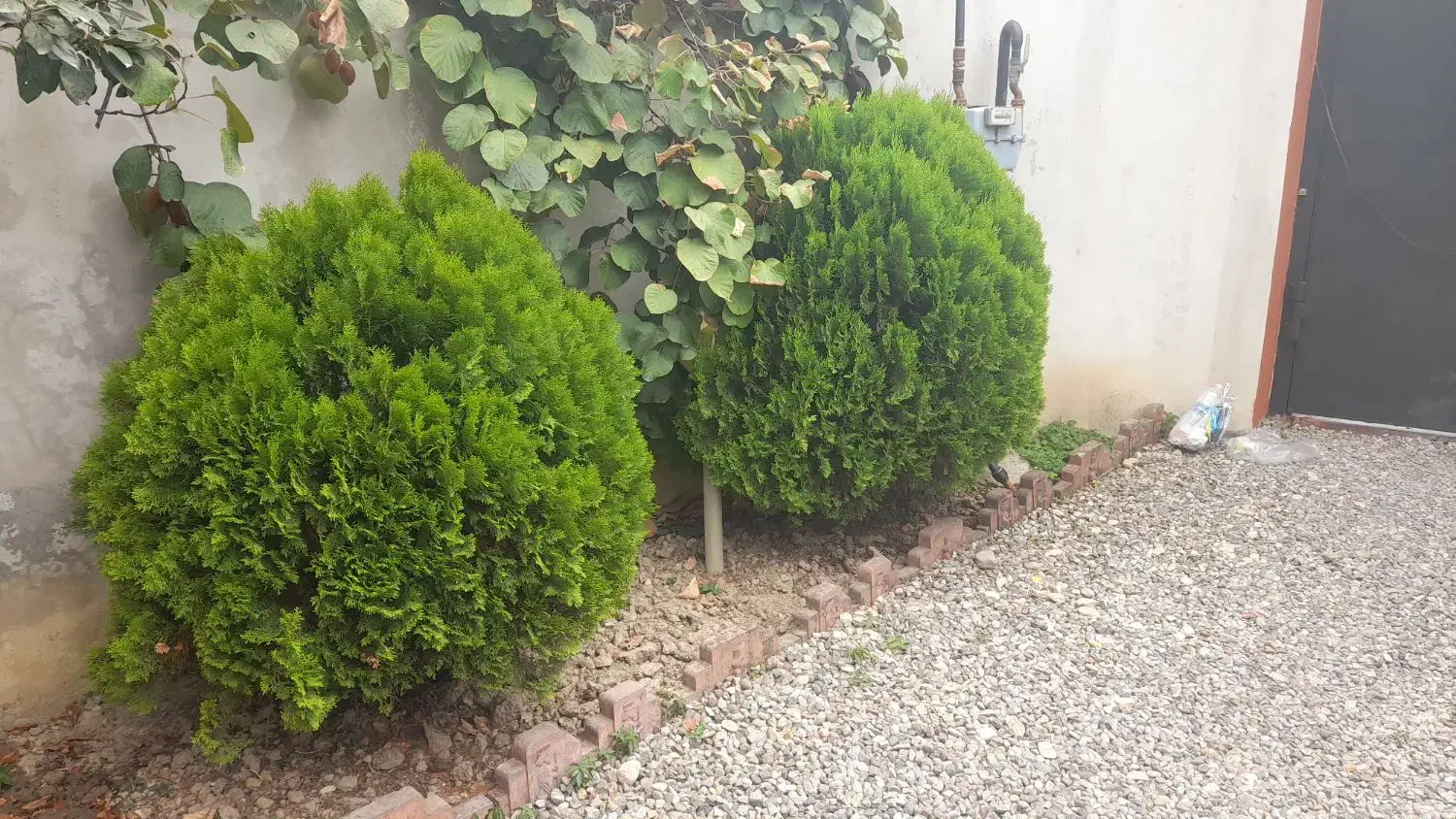 درخت سرو توپی سرحال|گل و گیاه طبیعی|رویان, |دیوار