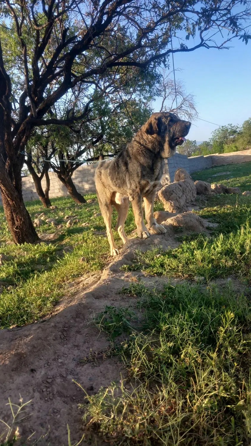 سگ پژدر|سگ|باخزر, |دیوار