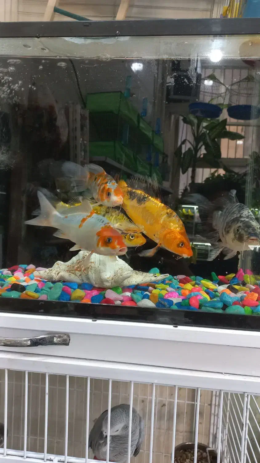 ماهی کوی مولد و پیش مولد|ماهی|اردکان, |دیوار