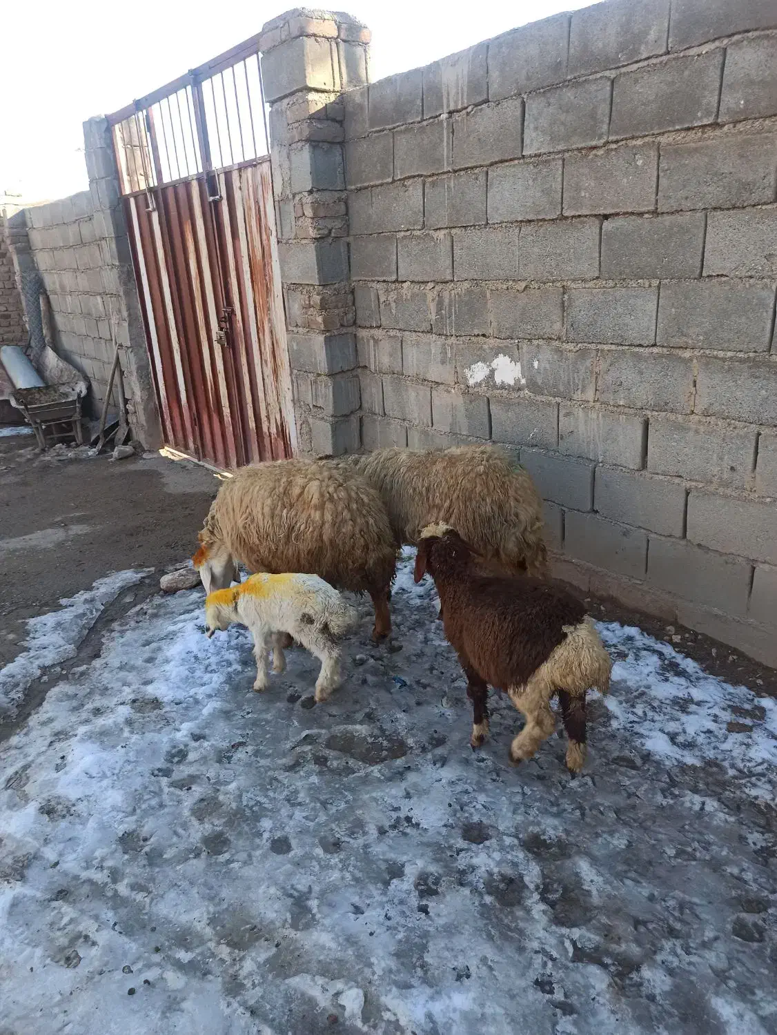 ی جفت میش بره|حیوانات مزرعه|زاغه, |دیوار