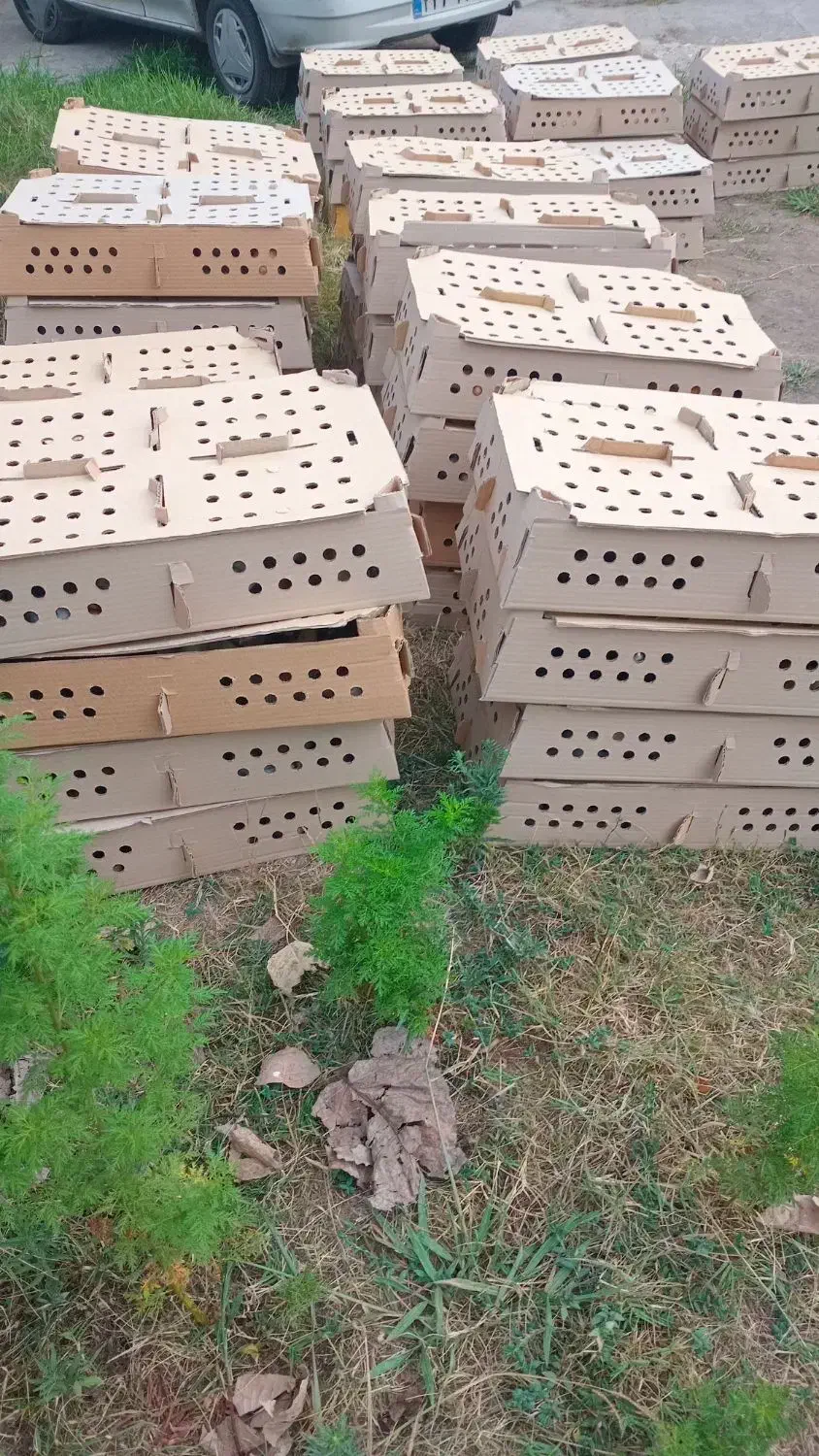 جوجه گردن لختی وکاکلی تولید گیلان یکروزه هرهفته|حیوانات مزرعه|آستانه اشرفیه, |دیوار