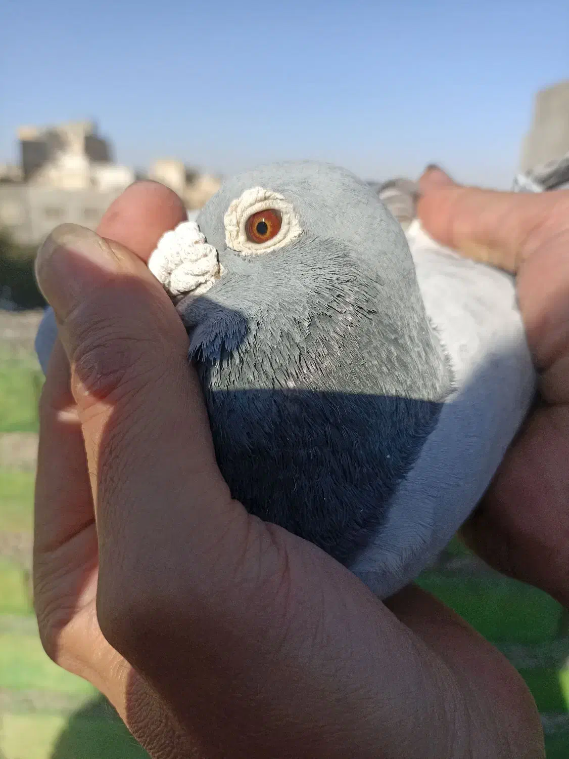 کبوتر مسافتی آلمانی|پرنده|مشهد, قائم|دیوار