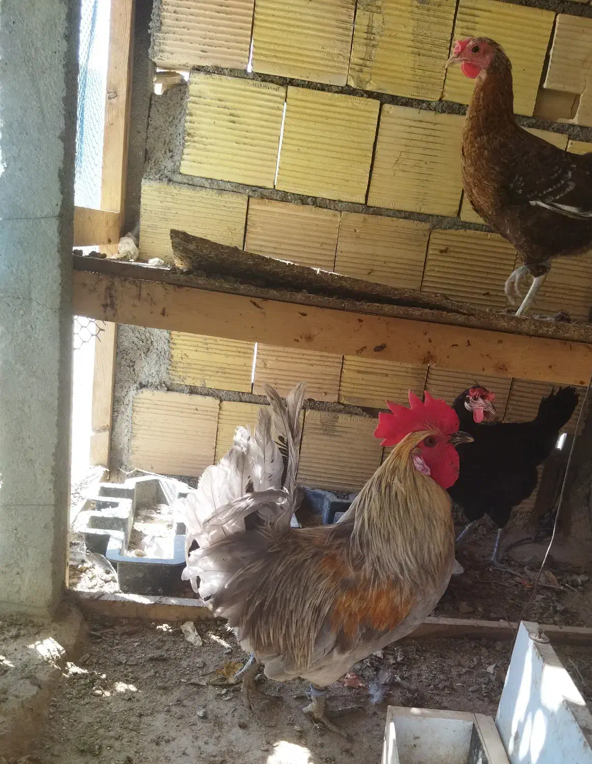 خروس پاکر خاکستری|حیوانات مزرعه|اهرم, |دیوار