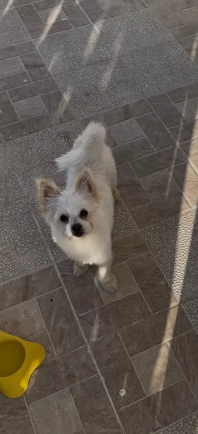 سگ شیدزو پامری|سگ|بانه, |دیوار