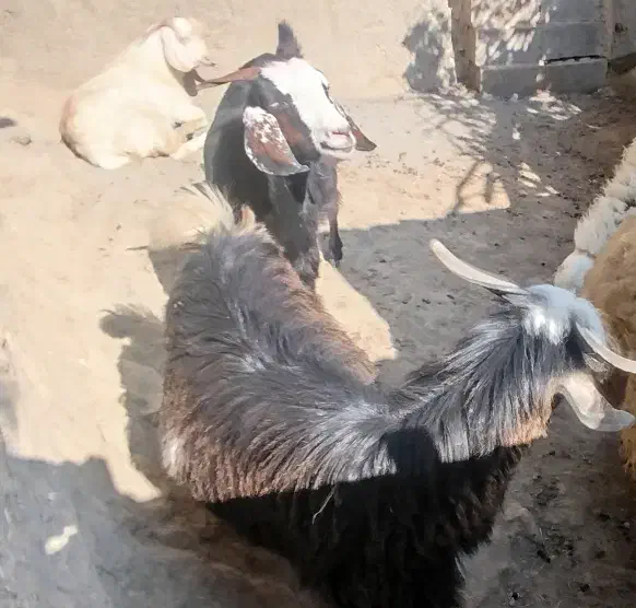 بز و بزغاله|حیوانات مزرعه|گهواره, |دیوار