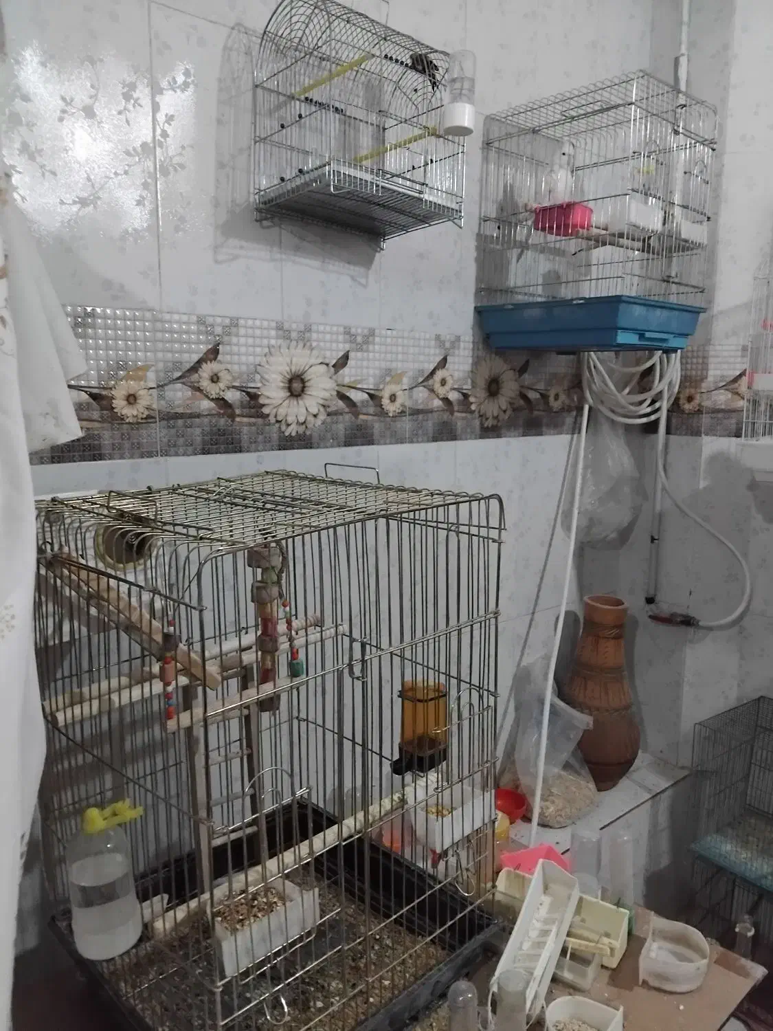 مرغ مینا طوطی برزیلی عروس هلندی مرغ عشق|پرنده|کرمانشاه, |دیوار