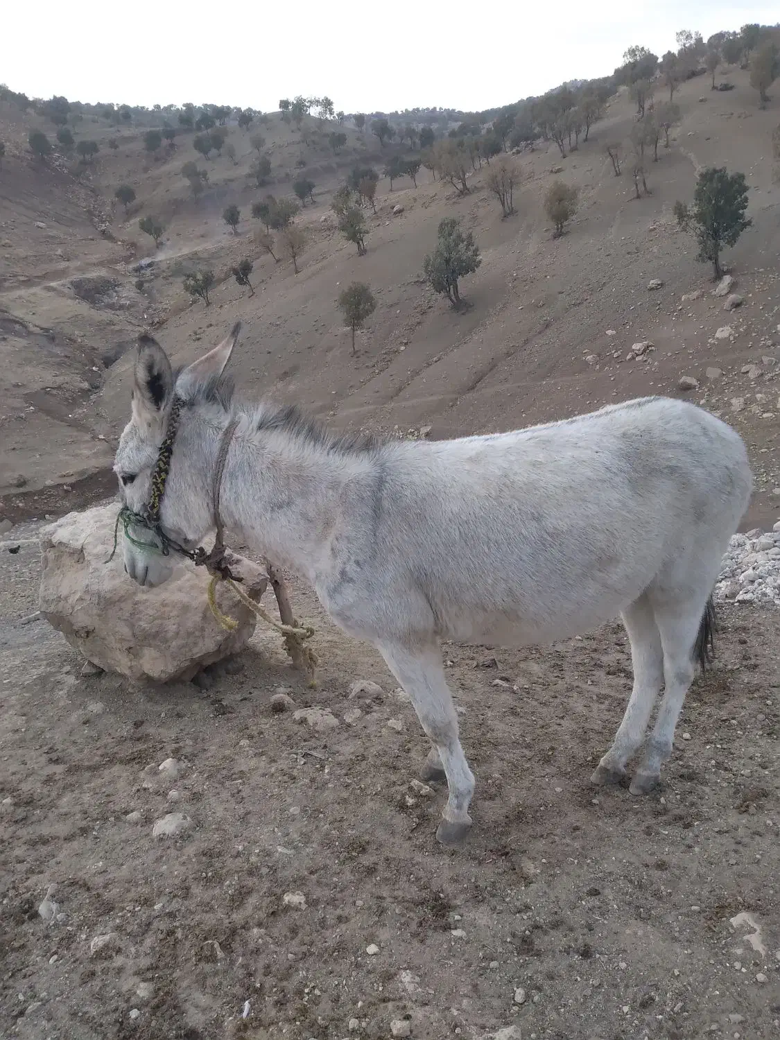 شرایط نداشتن برای نگهداری|حیوانات مزرعه|کوهدشت, |دیوار
