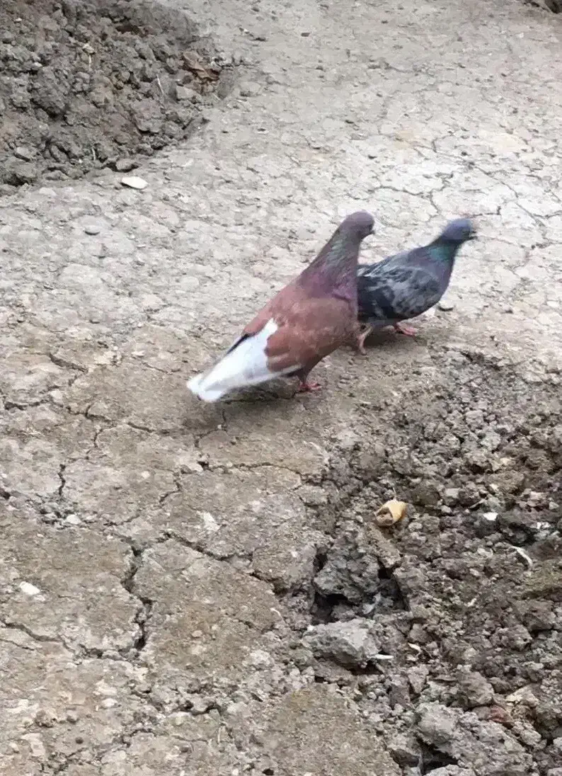 کبوتر پرشی|پرنده|ساری, |دیوار