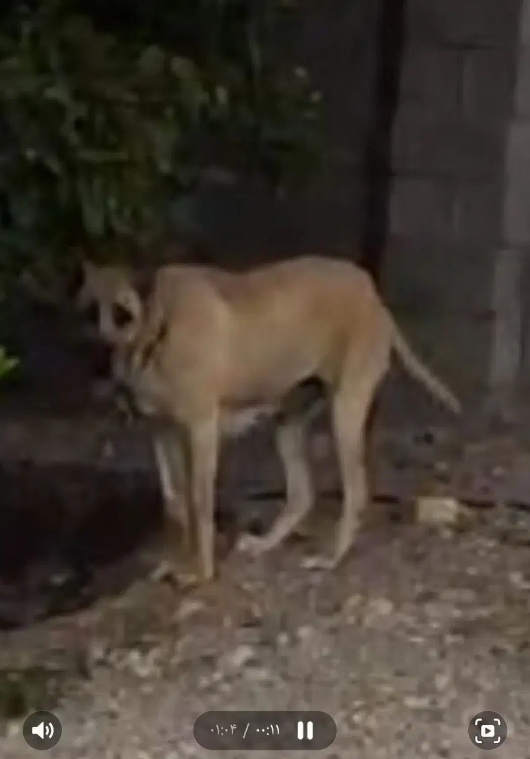 سگ قد ۹۰|سگ|اهواز, اهواز|دیوار