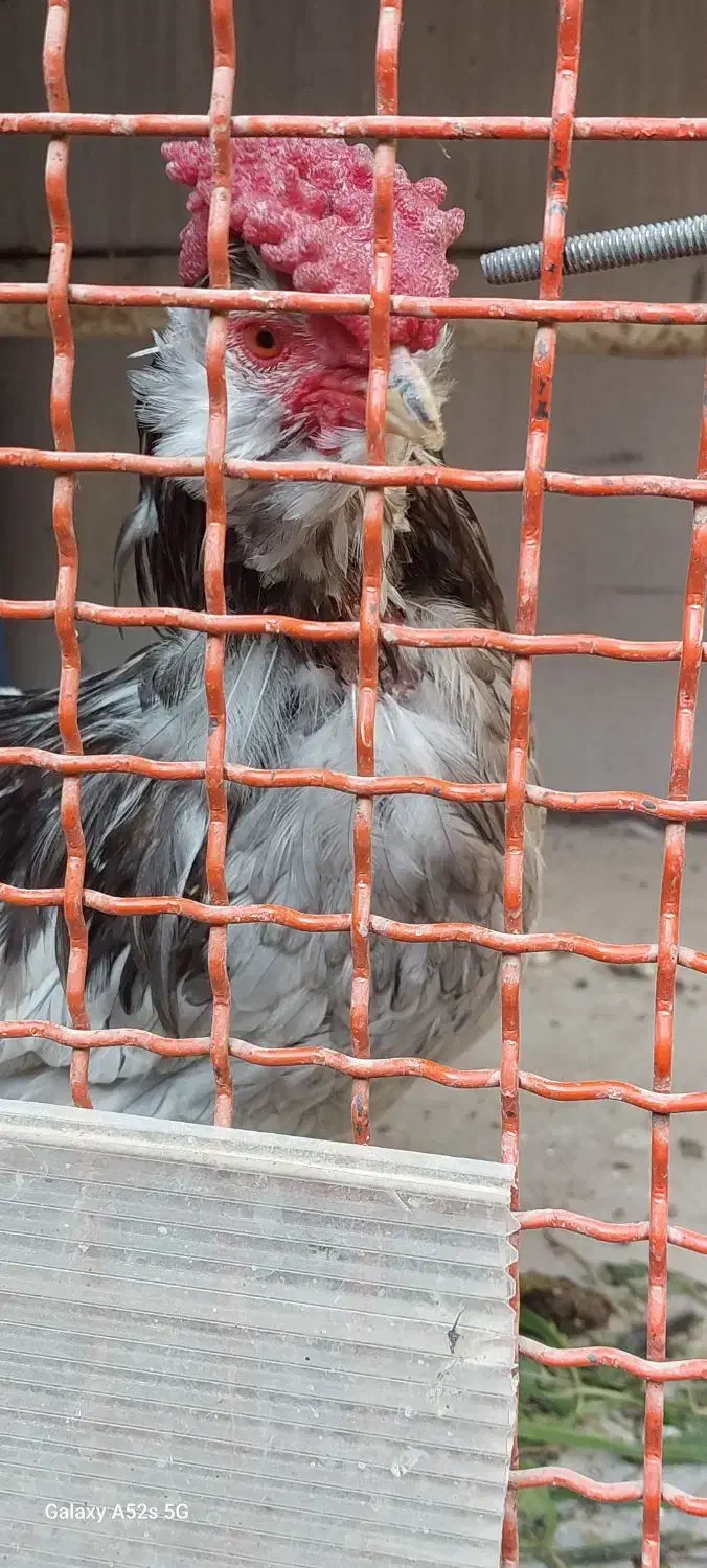 خروس گلین بدون غلط|حیوانات مزرعه|کهریزک, |دیوار