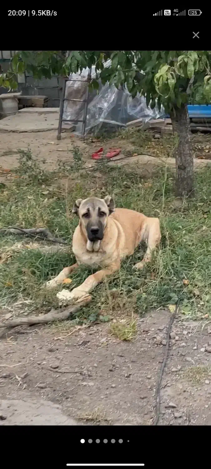 سگ سرابی دزدیده شده از مراغه روستای قشلاق|حیوانات|مراغه, |دیوار