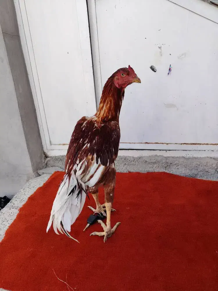 جوجه خروس لاری|حیوانات مزرعه|مریوان, |دیوار