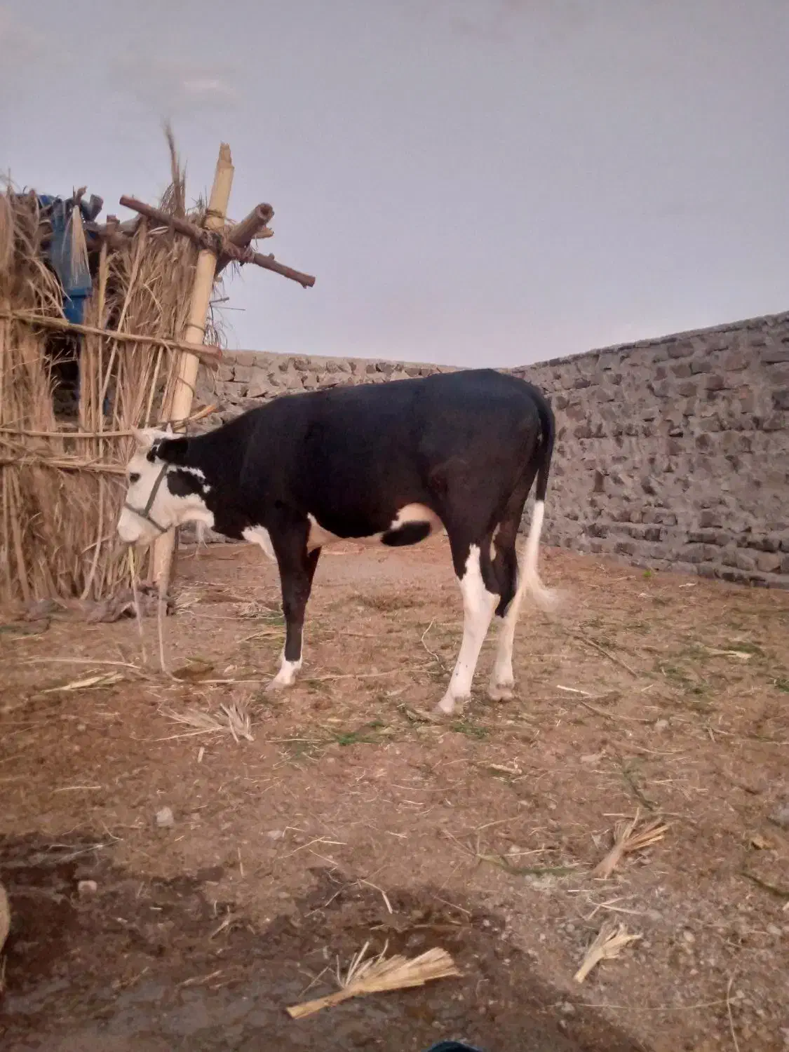 گاو آمریکایی|حیوانات مزرعه|هیدوچ, |دیوار