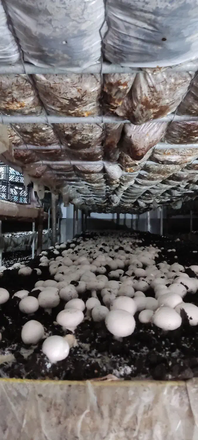 قارچ خوراکی|خوردنی و آشامیدنی|قهدریجان, |دیوار