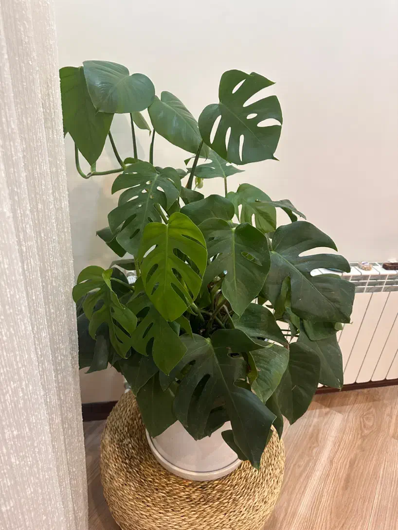 گل برگ انجیری|گل و گیاه طبیعی|تهران, شهرک خرازی|دیوار